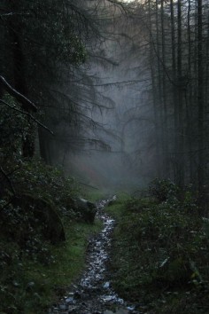 Rostrevor Forest, Ireland | Darren Giddins