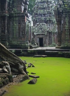 Ruined temple hidden in a jungle.