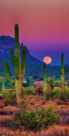 Saguaro Cactus Sunset, Picacho Peak, Arizona