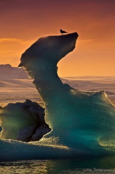 Seagull sitting on top of an iceberg in Jökulsárlón Lagoon, Iceland