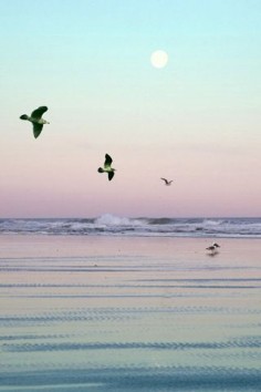 Seagulls, Cannon Beach, Oregon
