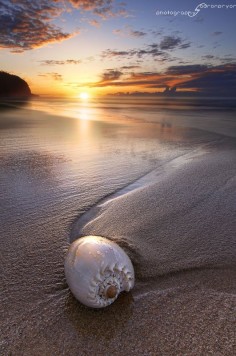 Seashell sunrise