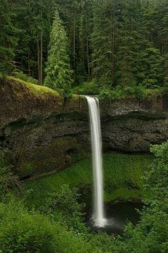 Secret Forests ~ Silverfalls State Park, Oregon