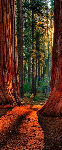 Sequoia Road ~ Grant Grove of giant sequoias in Kings Canyon National Park, California