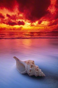 Shell Sunrise