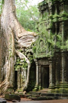 Silk Tree Growing over Ta Prohm Temple - Angkor, Cambodia.