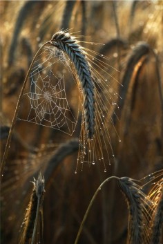 So simple, yet, so  spider web on the grass of autumn! Love the photography! 