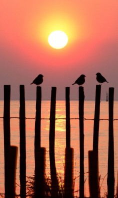 Sparrows on the Fence | Amazing Pictures - Amazing Pictures, Images, Photography from Travels All Aronud the World