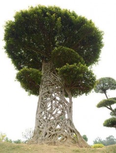 Spider’s Web Tree or Strangler Fig, Nanning, Guangxi, China