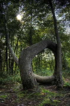 Strange tree