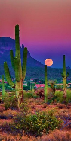 Sunset in the beautiful Sonoran Desert near Chandler, Arizona • photo: Saija Lehtonen on FineArtAmerica