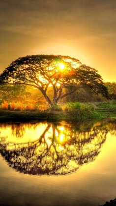 Sunset pond with tree reflection.