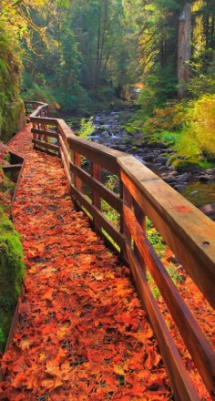 Sweet Creek Trail in Mapleton, Oregon • Bill Edwards Photography