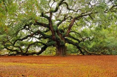 The Angel Oak is  in Charleston, South Carolina on Johns Island, . It is estimated to be over 1400 years old,