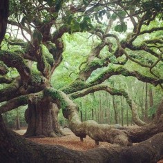 The Angel Oak - John's Island, SC. Said to be 500 years old. It's majestic and awesome. I stood next to it and realized how small I am.
