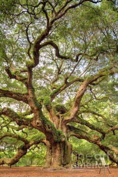 The Angel Oak Tree on Johns Island, South Carolina is said to be over 1500 years old!