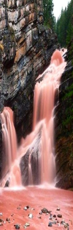 The Cameron Falls located inside the Waterton Lakes National Park in Alberta, Canada, turn red when heavy rains occur. Argolite, the red-colored sediment, causes the water to turn red.