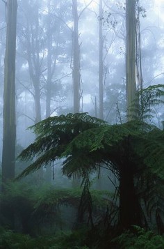 The cloud forests of the Dandenong Ranges. | 34 razones por las que Australia es el lugar más hermoso en la tierra