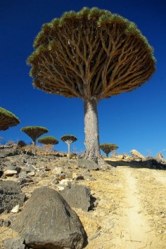 The Dragon’s Blood Trees of Socotra