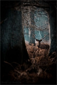 The Enchanted Forest: Stag in the woods