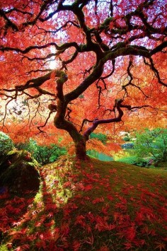 The Famous Maple - Japanese Gardens, Portland, Oregon I want to see this with my own eyes. Im glad my BFF lives near. We can visit.