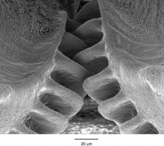 The First Gear Discovered in Nature by William Herkewitz, popular mechanics: The issus nymph, a tiny planthopper (less than " long), notable for its ability to jump up to 8mph has been shown to have biological gears which lock the legs together, synchronizing their  credit: Malcolm Burrows #Insects #Biomechanics #Issus