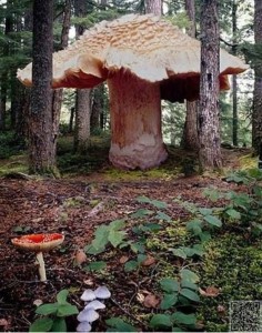 The Giant Honey Mushroom is the world's largest living organism, except it's mostly underground. Its roots cover 800 hectares.