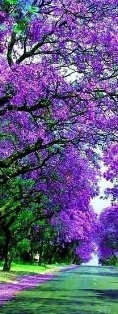 The jacaranda is one of my favourite trees, and it flowers in October, the month of my birthday :)