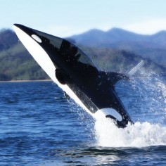 The Killer Whale Submarine - 255hp of wave shredding fun.
