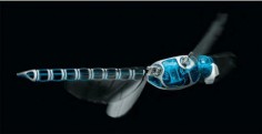 The latest in offering in robo-dragonflies, however, is the first that a) can be controlled with a smartphone and b) looks ready to be owned right now. The BionicOpter was created by robotics company Festo and like the Georgia Tech version is outfitted with sensors and wireless communication technology that allows it to continuously transmit data that it is collecting.