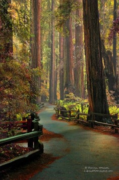 The Muir Woods National Monument - an ancient Redwood Forest in Mill Valley, California (by Darvin Atkeson)