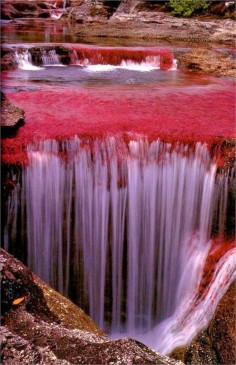 The River of Five Colors - Cano Cristales, Colombia