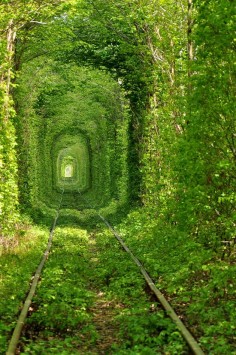 The Tunnel of Love in Ukraine has to be the greenest place on this planet.
