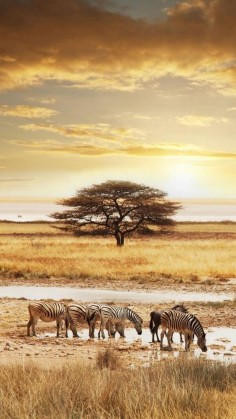 Travelling to South Africa with Via Volunteers opens the door to amazing wildlife encounters. Zebra in the sunset.