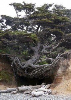 Tree Root Cave, Big Sur, California  photo via abasa