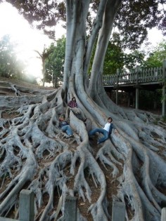 Tree Roots at Balboa Park, San Diego, California.