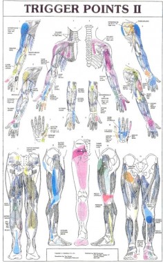 Trigger Points II, yep we like trigger points so well at  we have both posters to help educate our clients!
