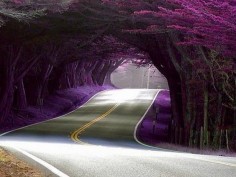 tunnel of trees. hwy 1, California