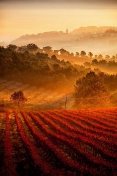 Vineyards, Umbria, Tuscany, Italy