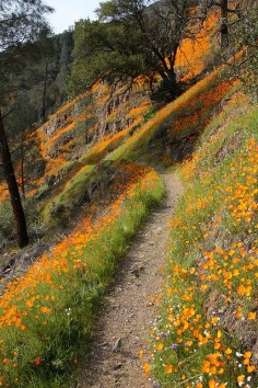 Wildflowers mentén Hite Cove Trail a Yosemite, California, USA