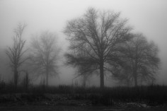 ***Winter Forest in the mist by Patrick Kulwicki (Kentucky)