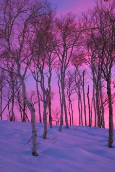Winter trees, snow and beautiful sky ...