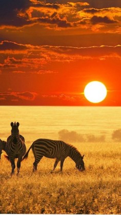 Zebras at sunset, Africa.