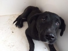 05/16/16--HOUSTON- -EXTREMELY HIGH KILL FACILITY - This DOG - ID#A459102 I am a female, black Flat-Coated Retriever mix. The shelter staff think I am about 1 year old. I have been at the shelter since May 16, 2016. This information was refreshed 34 minutes ago and may not represent all of the animals at the Harris County Public Health and Environmental Services.
