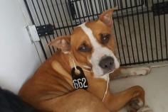 05/16/16--HOUSTON- -EXTREMELY HIGH KILL FACILITY - This DOG - ID#A459105 I am a female, brown and white Pit Bull Terrier mix. The shelter staff think I am about 1 year and 6 months old. I have been at the shelter since May 16, 2016. This information was refreshed 47 minutes ago and may not represent all of the animals at the Harris County Public Health and Environmental Services.