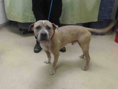 ~05/24/16--HOUSTON- -EXTREMELY HIGH KILL FACILITY - This DOG - ID#A459813 I am a male, brown and white Pit Bull Terrier mix. My age is unknown. I have been at the shelter since May 24, 2016. This information was refreshed 7 minutes ago and may not represent all of the animals at the Harris County Public Health and Environmental Services.