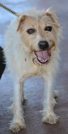 06-12-16 sl ~Junior ~ Jack Russell Terrier Mix • Senior • Male • Small Georgetown Animal Outreach Georgetown, TX