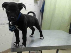 06/01/16 SUPER URGENT PUPPY TO BE DESTROYED HOUSTON TX - ADOPT PUPPY DOG - ID#A459540 I am a male, black and white Labrador Retriever and Pit Bull Terrier, I am only nine weeks old. have been at the shelter since May 20, 2016. This information was refreshed 3 minutes ago and may not represent all of the animals at the Harris County Public Health and Environmental Services.