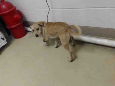 06/17/16 SUPER URGENT HOUSTON TX -EXTREMELY HIGH KILL FACILITY FOSTER / ADOPT DOG - ID#A460507 I am a male, tan Schnauzer - Miniature mix. The shelter staff think I am about 1 year and 9 months old. I have been at the shelter since Jun 02, 2016. This information was refreshed 51 minutes ago and may not represent all of the animals at the Harris County Public Health and Environmental Services.