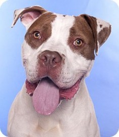 06/18/16 SL~~~American Pit Bull Terrier Dog for adoption in Chicago, Illinois - Pogo